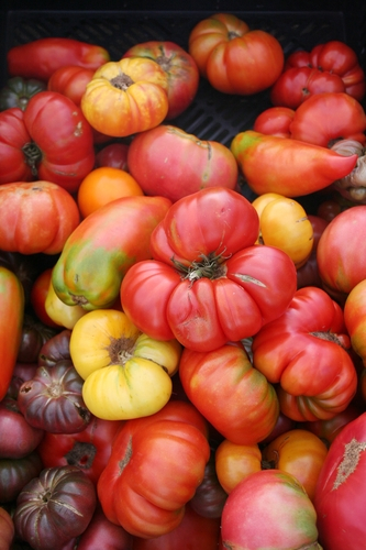 Lelijke tomaten op een berg