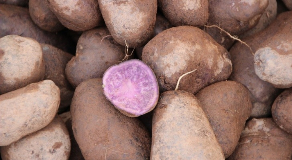 Paarse aardappel